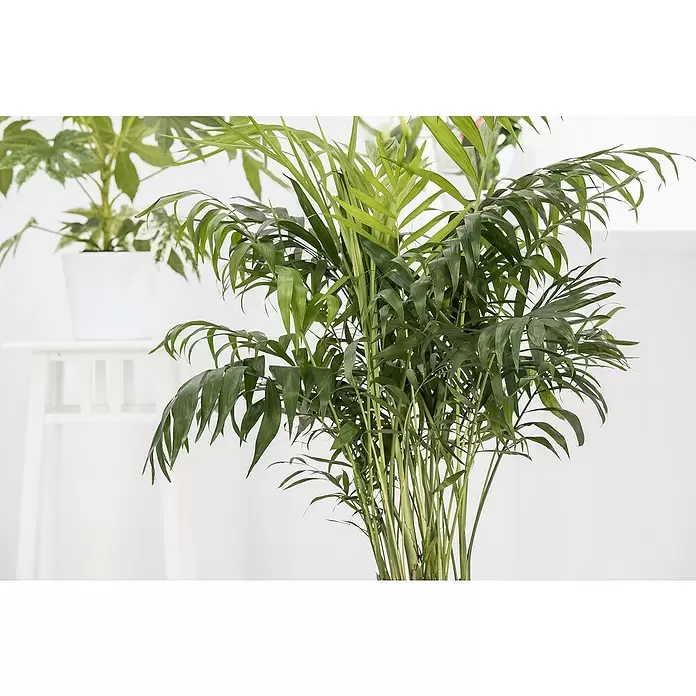 Piardino Pflanzen-Mix Palmen - Palmen in Arten & Sorten, Topfgröße: 22 cm - Detailaufnahme