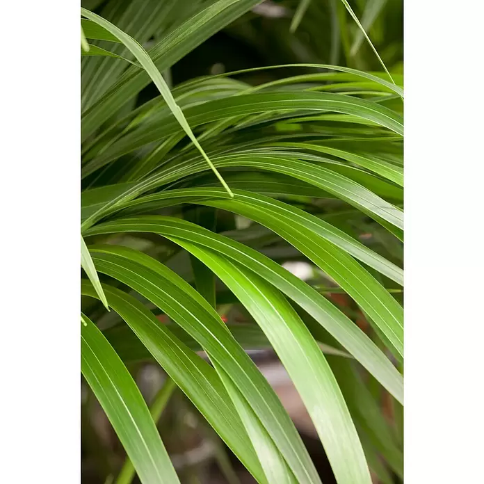Piardino Pflanzen-Mix Palmen - Palmen in Arten & Sorten, Topfgröße: 22 cm - Detailaufnahme