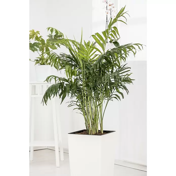 Piardino Pflanzen-Mix Palmen - Palmen in Arten & Sorten, Topfgröße: 22 cm - Stimmungsaufnahme