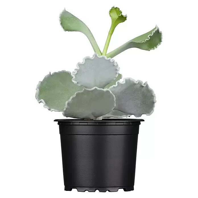 Piardino Sukkulenten - Cotyledon undulata, Topfgröße: 9 cm - Vorderansicht