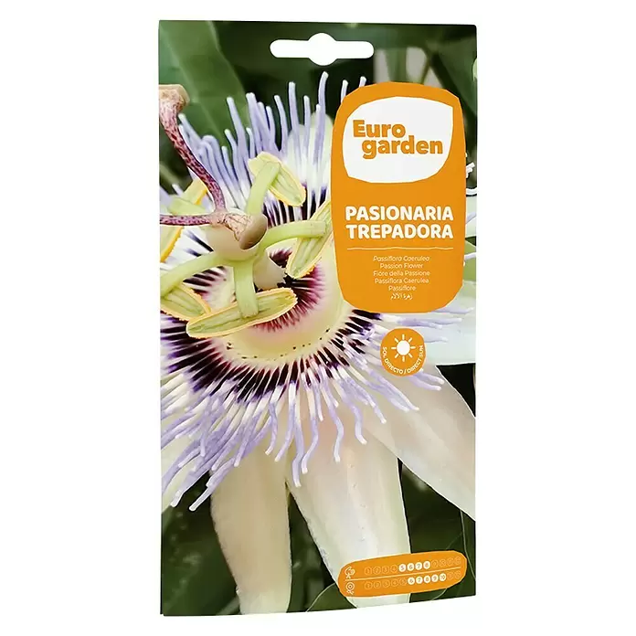 Euro Garden Semillas de flores Flor de la pasión trepadora - Época de floración: Junio - Vista frontal