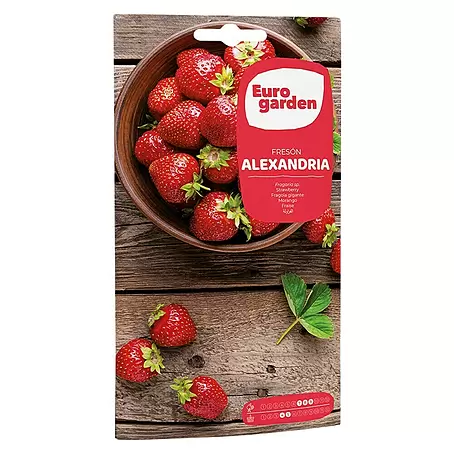 Euro Garden  Semillas de frutas Fresas rubí