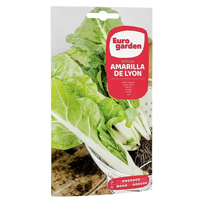 Euro Garden Semillas de lechuga Amarilla de Lyon - Cosecha: Enero, 10 g - Vista frontal