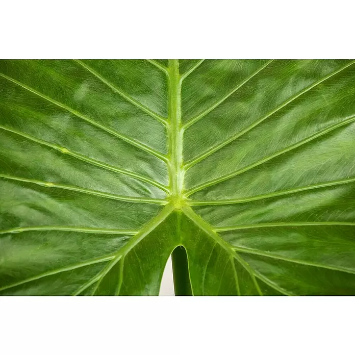 Piardino Elefantenohr - Alocasia portodora, Topfgröße: 35 cm - Detailaufnahme