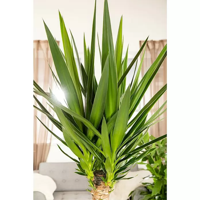 Palmlilie 3er Stamm - Yucca elephantipes, Topfgröße: 24 cm - Stimmungsaufnahme