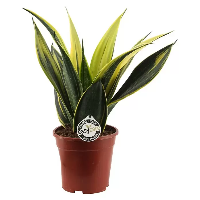 Piardino Bogenhanf 'Gold Flame' - Sansevieria trifasciata 'Gold Flame', Topfgröße: 14 cm, Gelb-grün - Vorderansicht