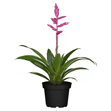 Flor de aire