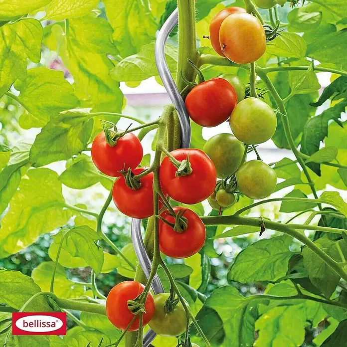 Bellissa Tomatenspirale - Durchmesser: 7 mm, Silber - Stimmungsaufnahme
