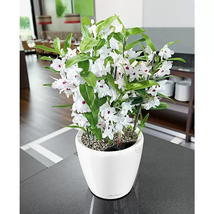 Lechuza Pflanztopf CLASSICO Premium LS - Außenmaß (Ø x H): 28,5 x 26 cm, Kunststoff, Weiß - Stimmungsaufnahme