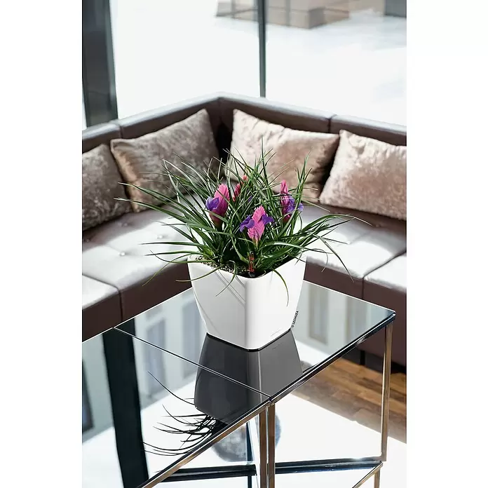 Lechuza Pflanzkasten Premium LS - Außenmaß (L x B x H): 22,5 x 22,5 x 20,5 cm, Kunststoff, Weiß - Stimmungsaufnahme