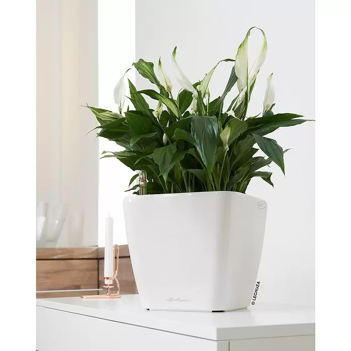 Lechuza Pflanzkasten Premium LS - Außenmaß (L x B x H): 28 x 28 x 26 cm, Kunststoff, Weiß - Stimmungsaufnahme
