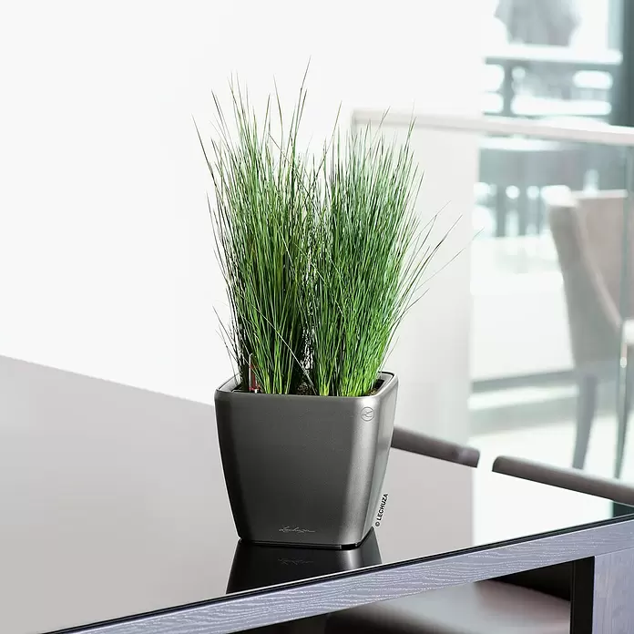 Lechuza Pflanztopf CLASSICO Premium LS - Außenmaß (Ø x H): 28,5 x 26 cm, Kunststoff, Anthrazit metallic - Stimmungsaufnahme