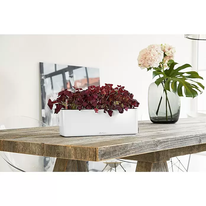 Lechuza Kräuterkasten Cube Glossy Triple - Außenmaß (L x B x H): 40 x 14 x 13,5 cm, Kunststoff, Weiß, Hochglänzend - Stimmungsaufnahme