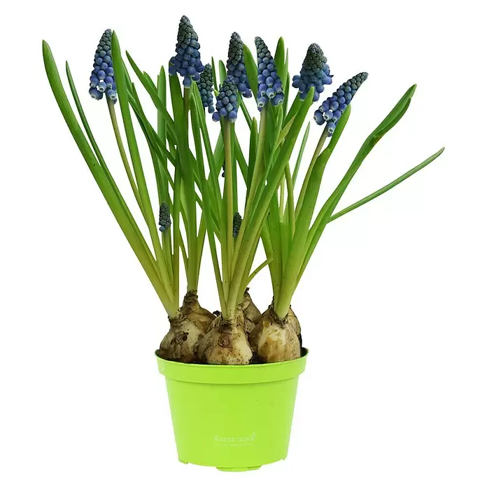 Piardino Frühlingsblumenzwiebeln - Muscari armeniacum, 9 cm - Vorderansicht
