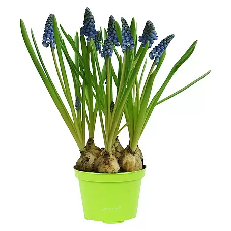 Piardino  Frühlingsblumenzwiebeln
