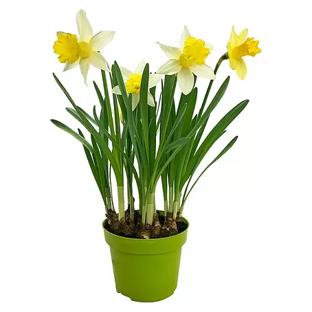 Piardino  Frühlingsblumenzwiebeln