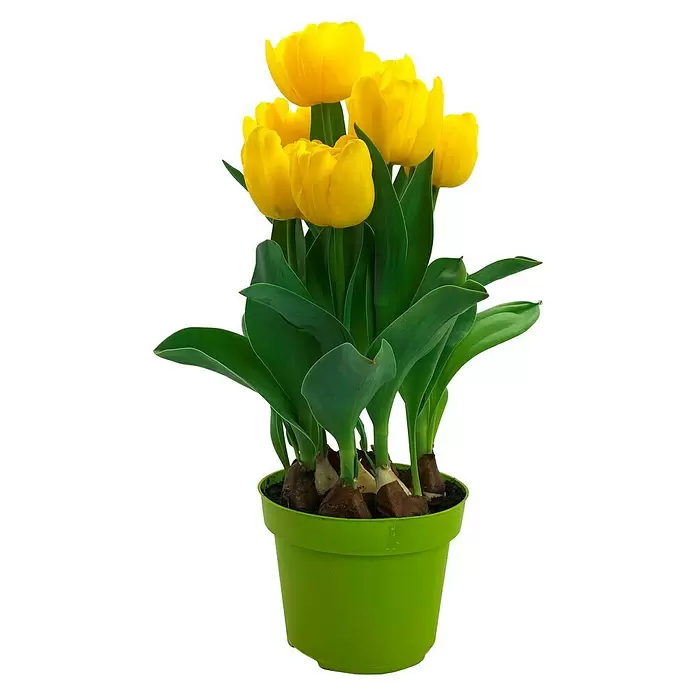 Piardino Frühlingsblumenzwiebeln 'Yellow Baby' - Tulipia 'Yellow Baby' - Vorderansicht
