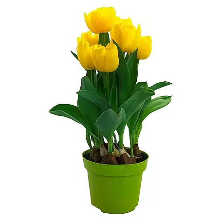 Piardino  Frühlingsblumenzwiebeln 'Yellow Baby'