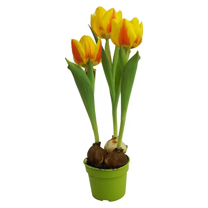 Piardino Frühlingsblumenzwiebeln Flair - Tulpia Hybride, Topfgröße: 9 cm - Vorderansicht