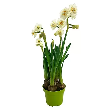 Piardino  Frühlingsblumenzwiebeln