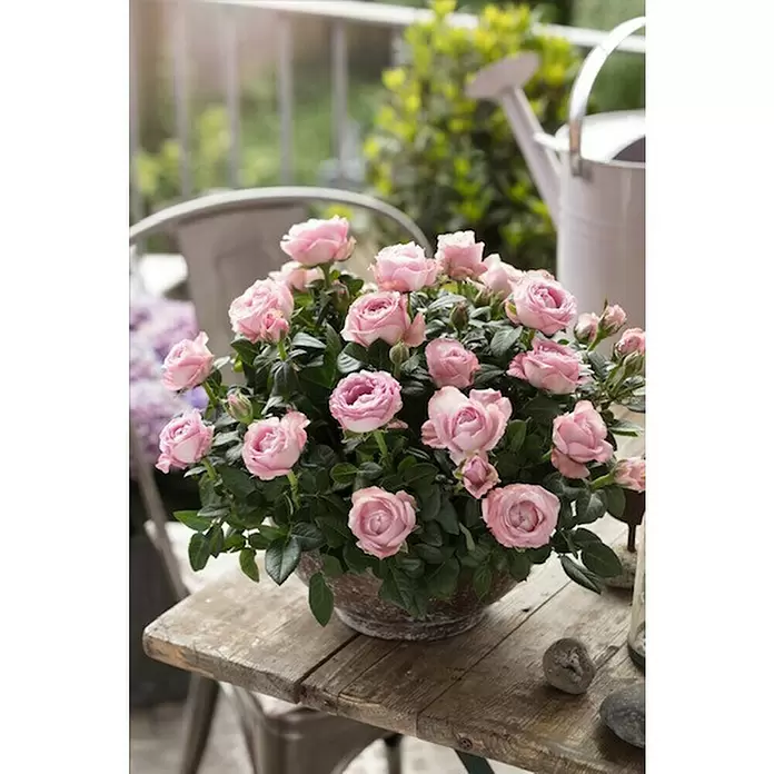 Piardino Rosa de tiesto - Rosa Palace, Tamaño de maceta: 15 cm, Color según variedad - Foto ambiente