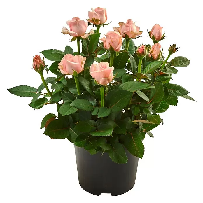 Piardino Rosa de tiesto - Rosa Palace, Tamaño de maceta: 15 cm, Color según variedad - Vista frontal