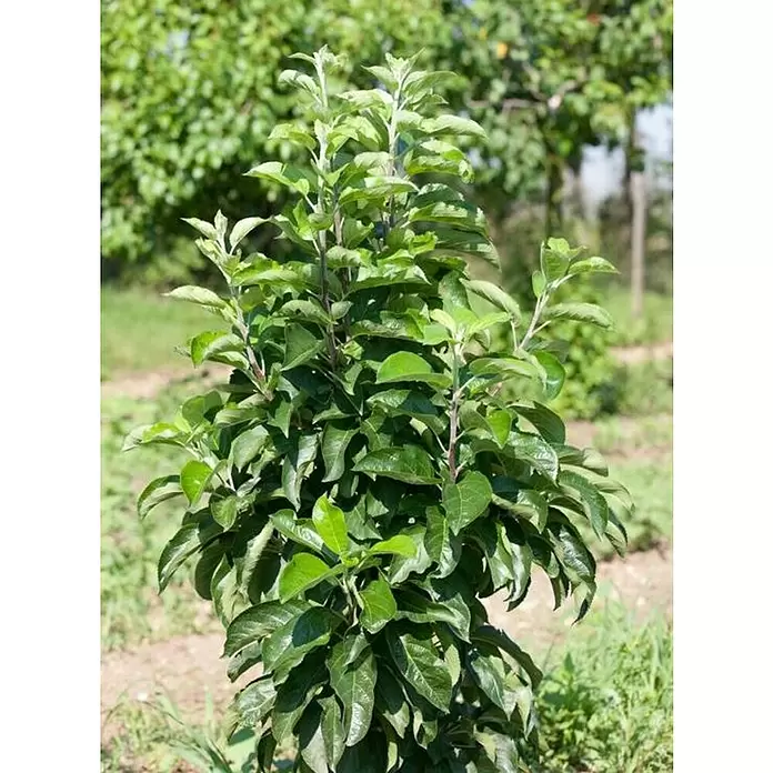 Manzano - Malus domestica, Tamaño de maceta: 22 cm, Cosecha: Septiembre - Octubre - Primer plano