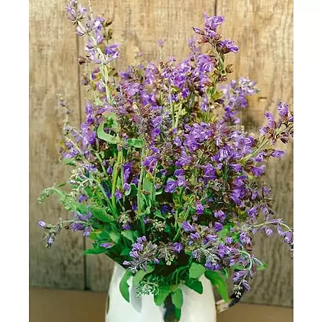 Salvia