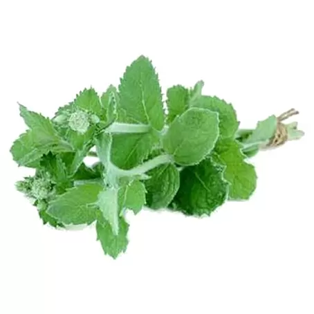 Menta