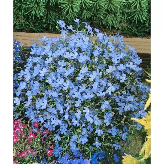 Lobelia - Lobelia erinus, Azul, Tamaño de maceta: 10 cm - Foto ambiente