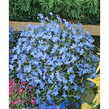 Lobelia