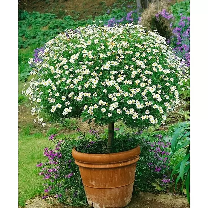 Margarita - Argyranthemum frutescens , Tamaño de maceta: 25 cm - Foto ambiente
