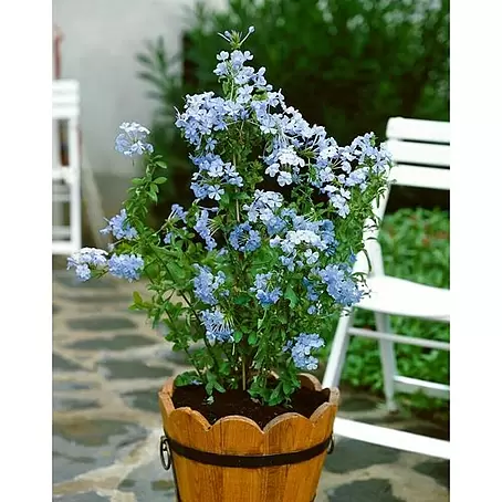 Jazmín azul