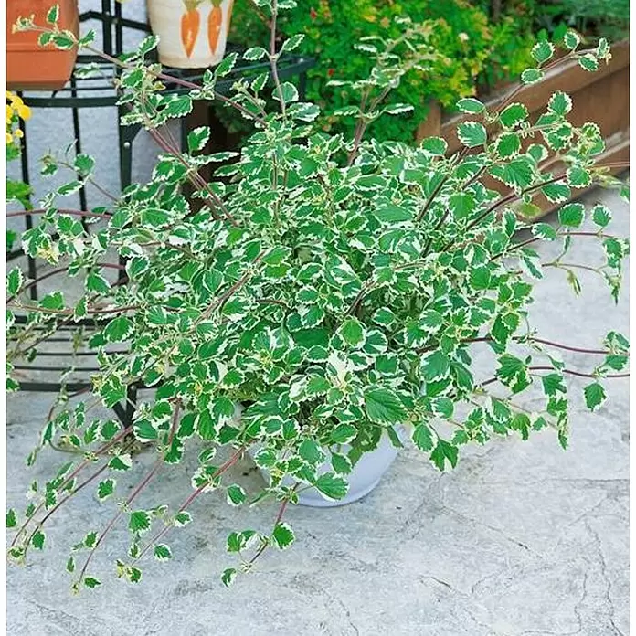 Plectranthus - Plectranthus, Tamaño de maceta: 15 cm - Foto ambiente