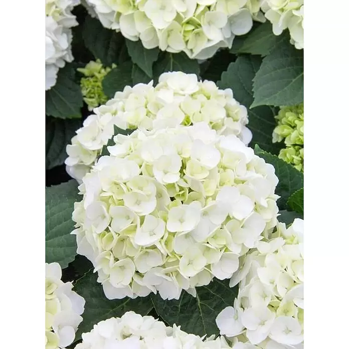 Hortensia - Hydrangea macrophylla, Tamaño de maceta: 4 l, Según variedad - Primer plano