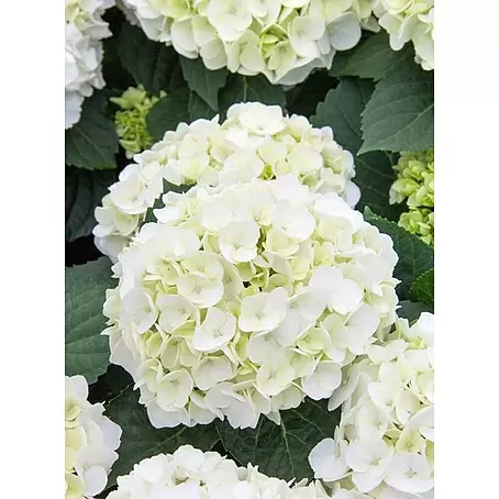 Hortensia