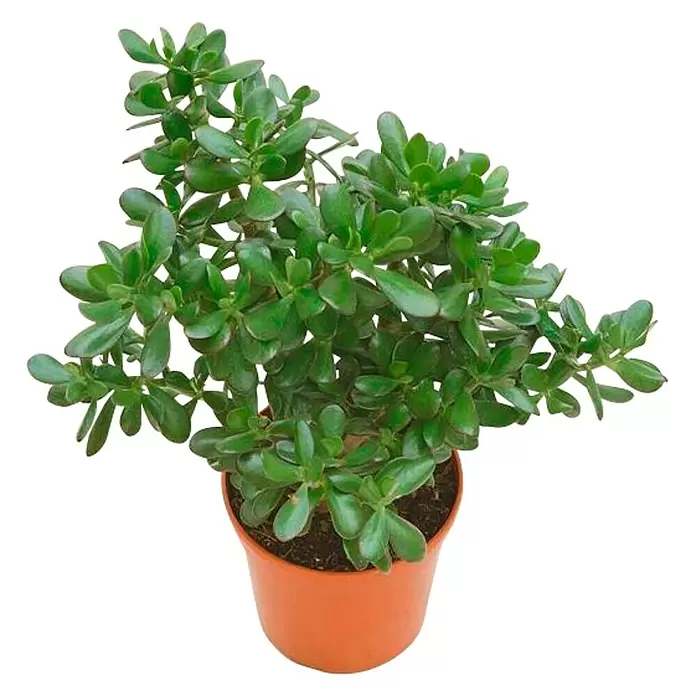 Árbol de jade - Crassula, Tamaño de maceta: 9 cm, Verde - Vista angular