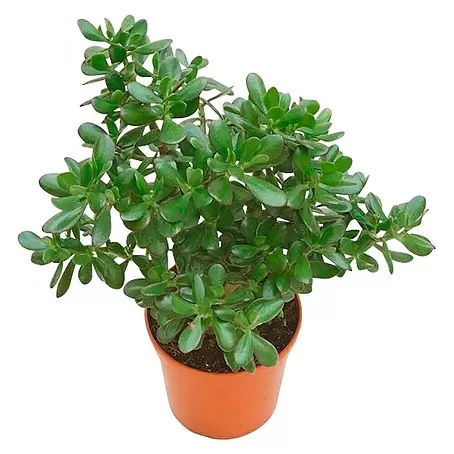 Árbol de jade