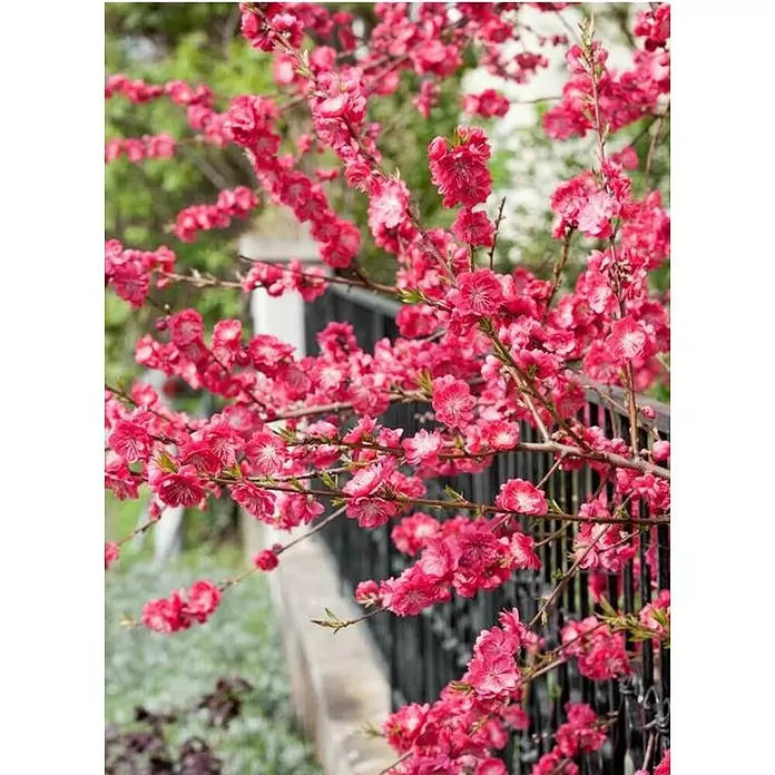 Árbol de nectarina enano - Prunus persica nucipersica, Tamaño de maceta: 23 cm - Primer plano