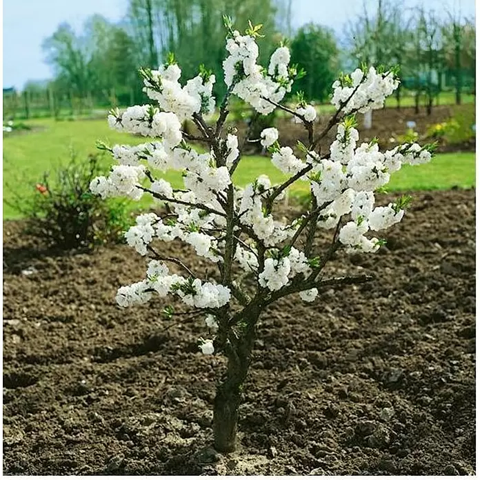 Árbol de nectarina enano - Prunus persica nucipersica, Tamaño de maceta: 23 cm - Foto ambiente