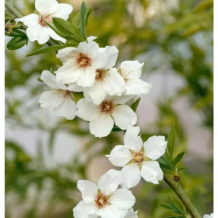 Almendro enano - Prunus dulcis, Volumen de la maceta: 5 l - Primer plano