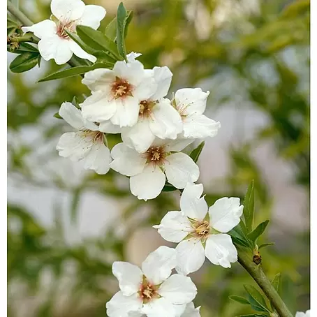 Almendro enano