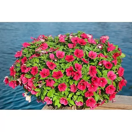 Petunia