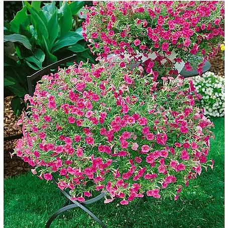 Petunia calibrachoa