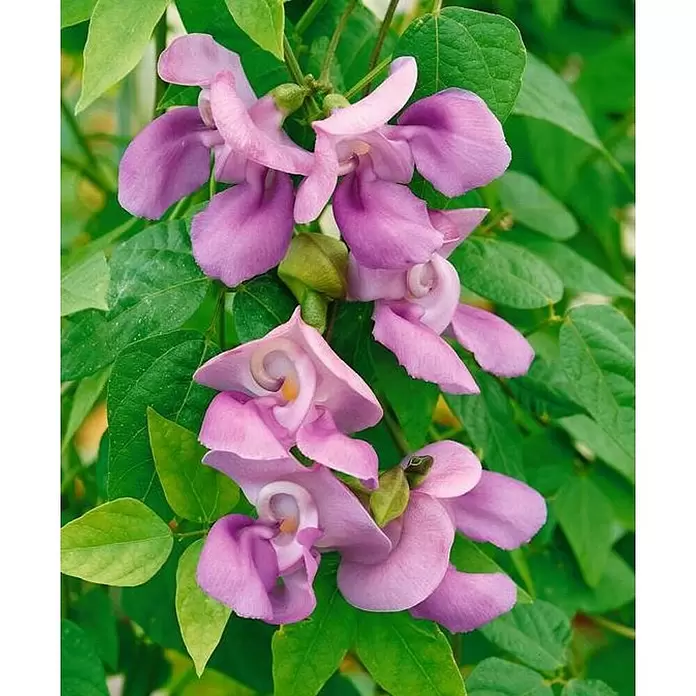 Judías - Phaseolus vulgaris, 10 cm - Primer plano