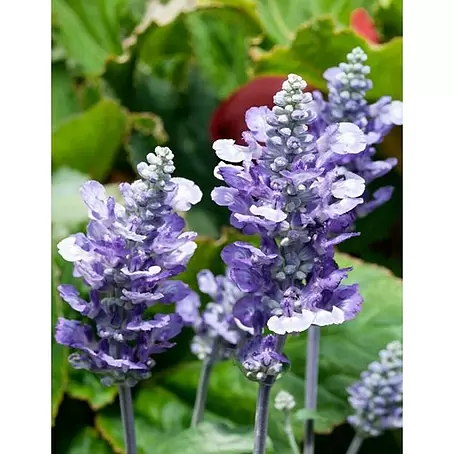 Salvia farinacea
