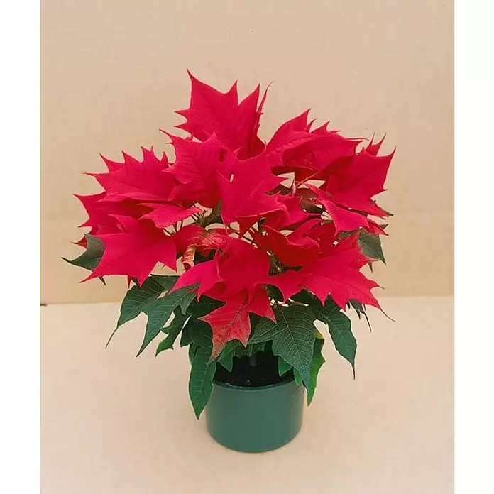 Flor de Pascua - Euphorbia pulcherrima, Tamaño de maceta: 7 cm, Según su variedad - Foto ambiente