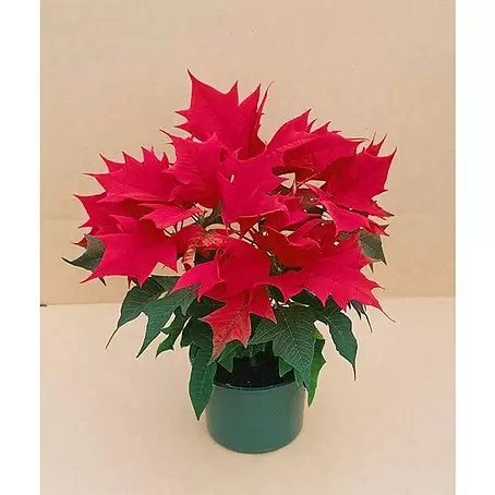Flor de Pascua