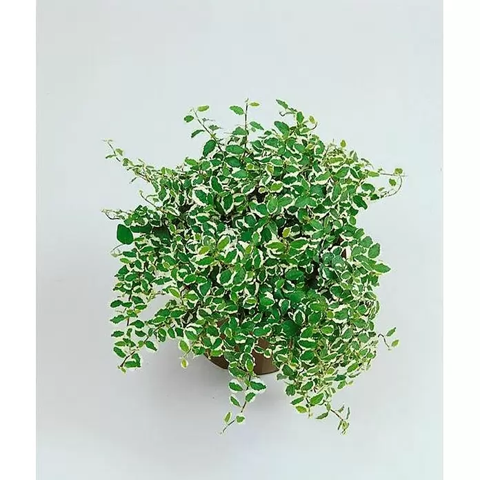 Ficus pumila - Ficus pumila , Tamaño de maceta: 8 cm, Verde - Foto ambiente