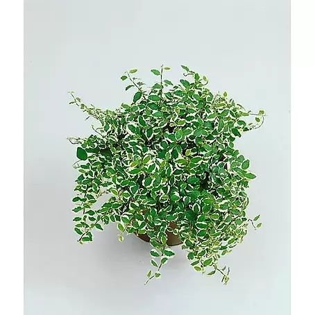 Piardino  Ficus benjamina